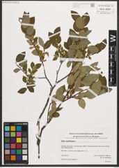Foto von Salix myrtilloides L.
